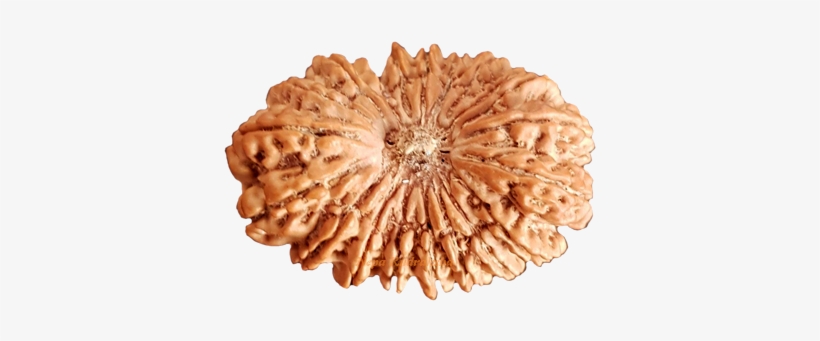 20 Mukhi 36mm - Price, transparent png