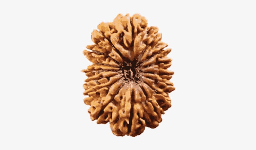 Rudraksh Pendant With Chain, Buy Traditional Mens Jewelry, - Rudraksha, transparent png