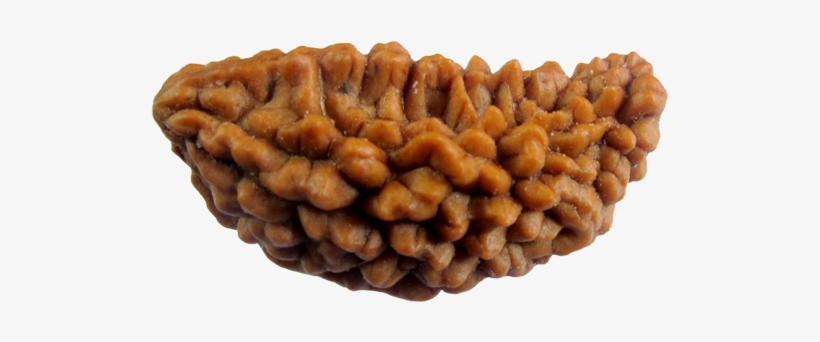 Natural Eka 1 Mukhi Rudraksha Sinks In Water With Lab - Ek Mukhi Rudraksha, transparent png