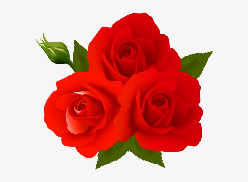Rose Flower Images Free Download Png Png Www Cliparts - Garden Roses, transparent png