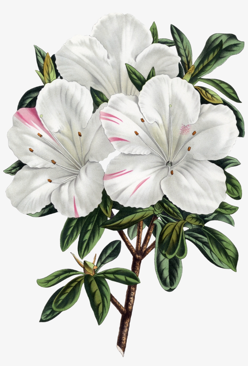 The Biodiversity Heritage Library Works Collaboratively - Azalea, transparent png