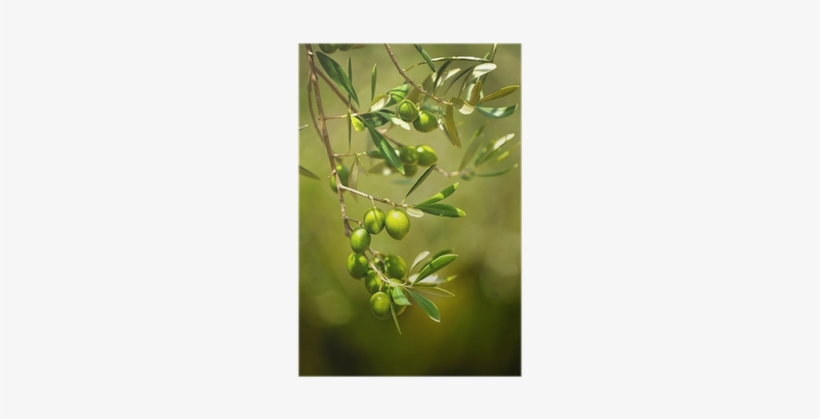 Olive, transparent png