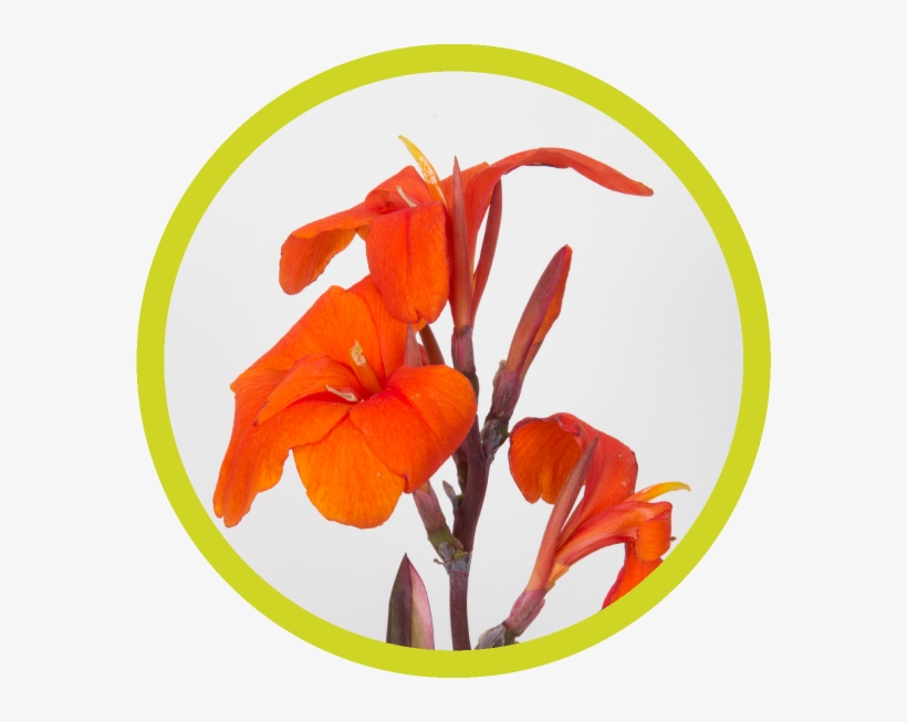 Png Library Psx Consultancy Giving Small Pleasure To - Lily, transparent png