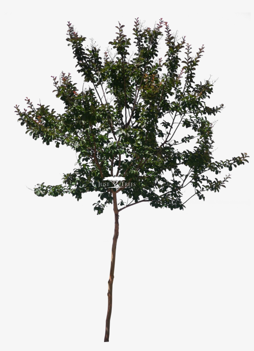 Lagerstroemia Indica - Pond Pine, transparent png