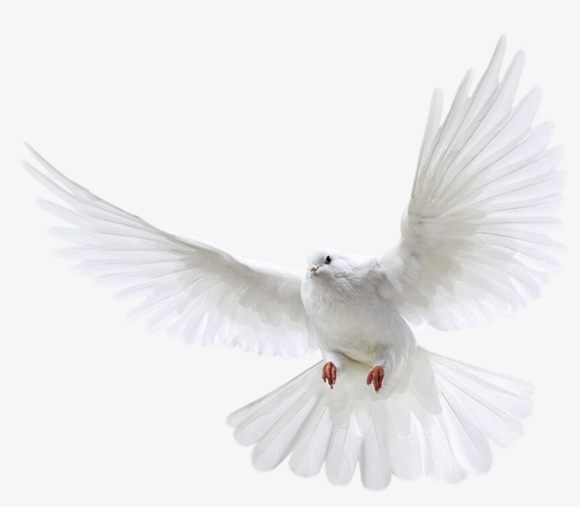 Pigeon Png Images Free Pictures - Pigeon Png, transparent png