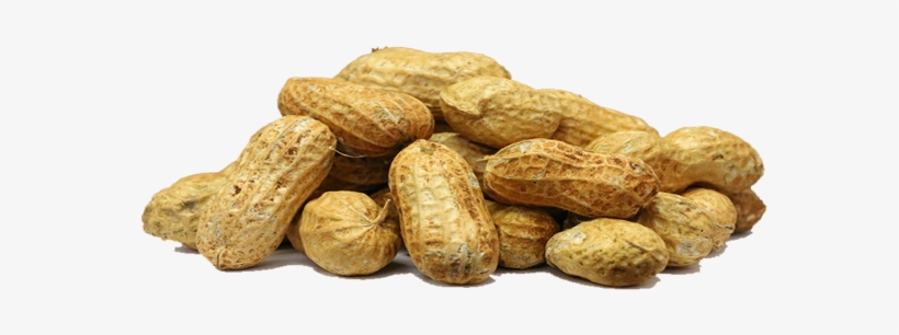 Fresh Groundnut - Peanut, transparent png