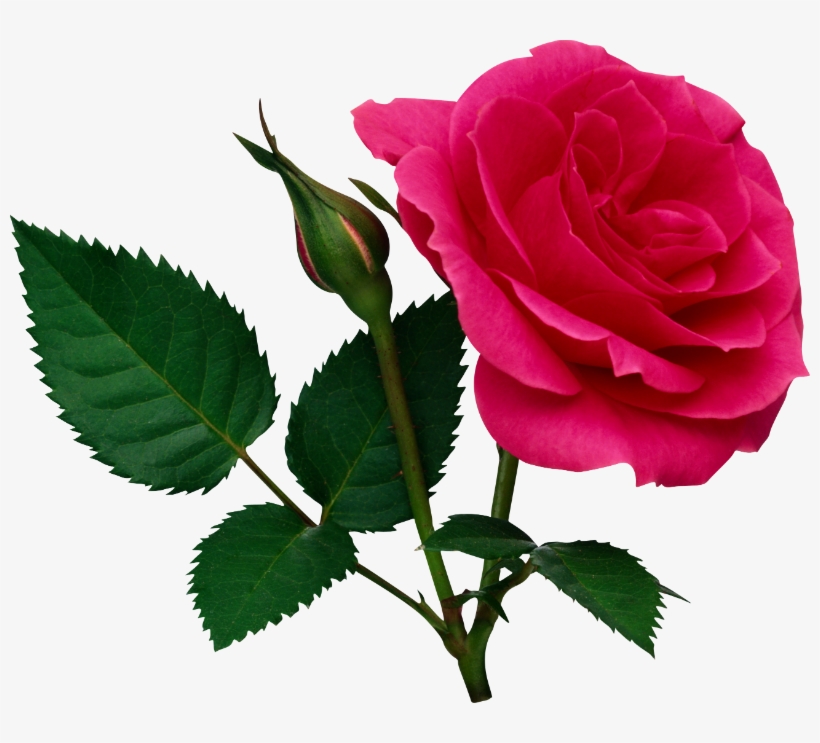 Momma Ginger Told Me One Time "cut Th - Rose Flower Png File, transparent png