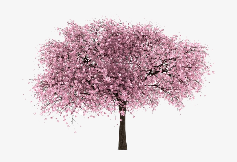 Cherry Tree - Cherry Blossom Tree Png, transparent png