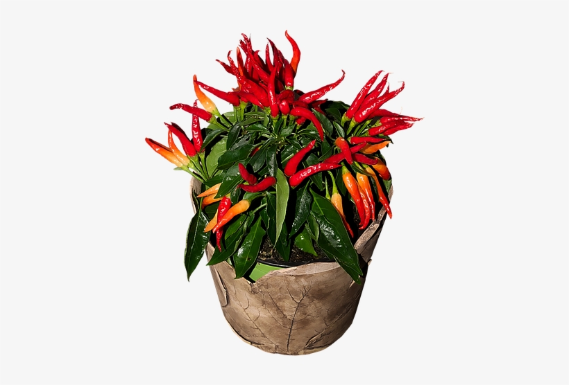 Chili, Sharp, Red, Chilli Pepper, Pepper, Pods, Flame - Chili Pepper, transparent png