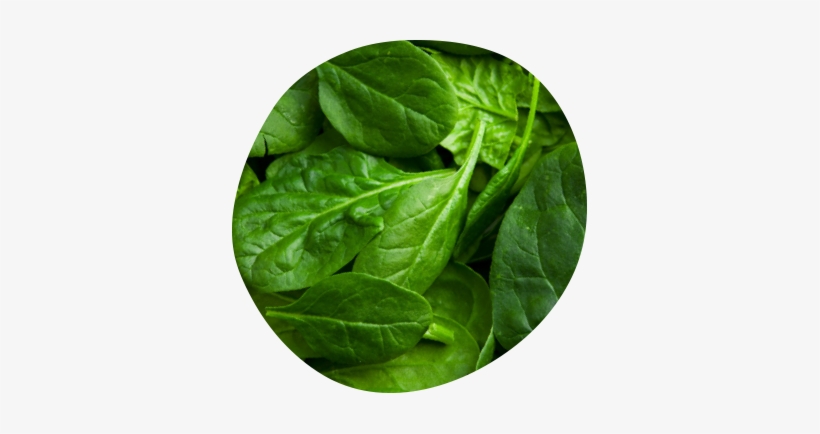 Tofu - Mental Image, transparent png