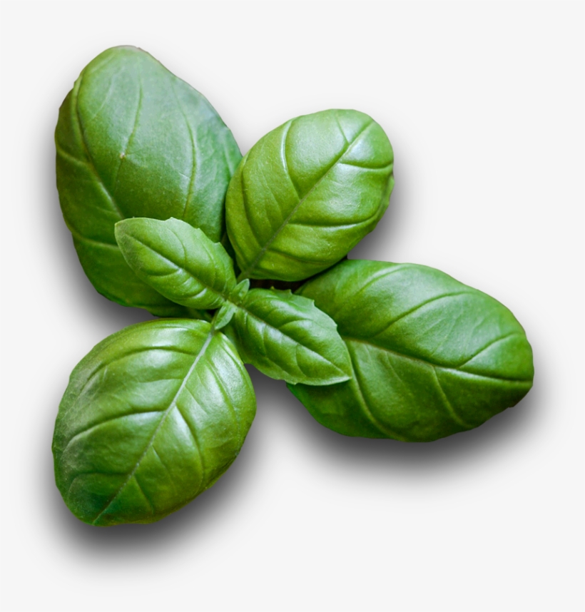 Vegetables - Basil, transparent png