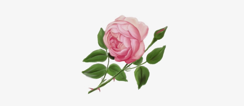 English Rose - English Rose Png, transparent png