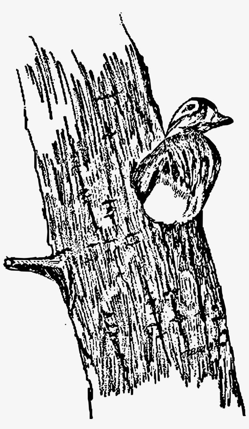 This Free Icons Png Design Of Hen Wood Ducks In A Tree, transparent png