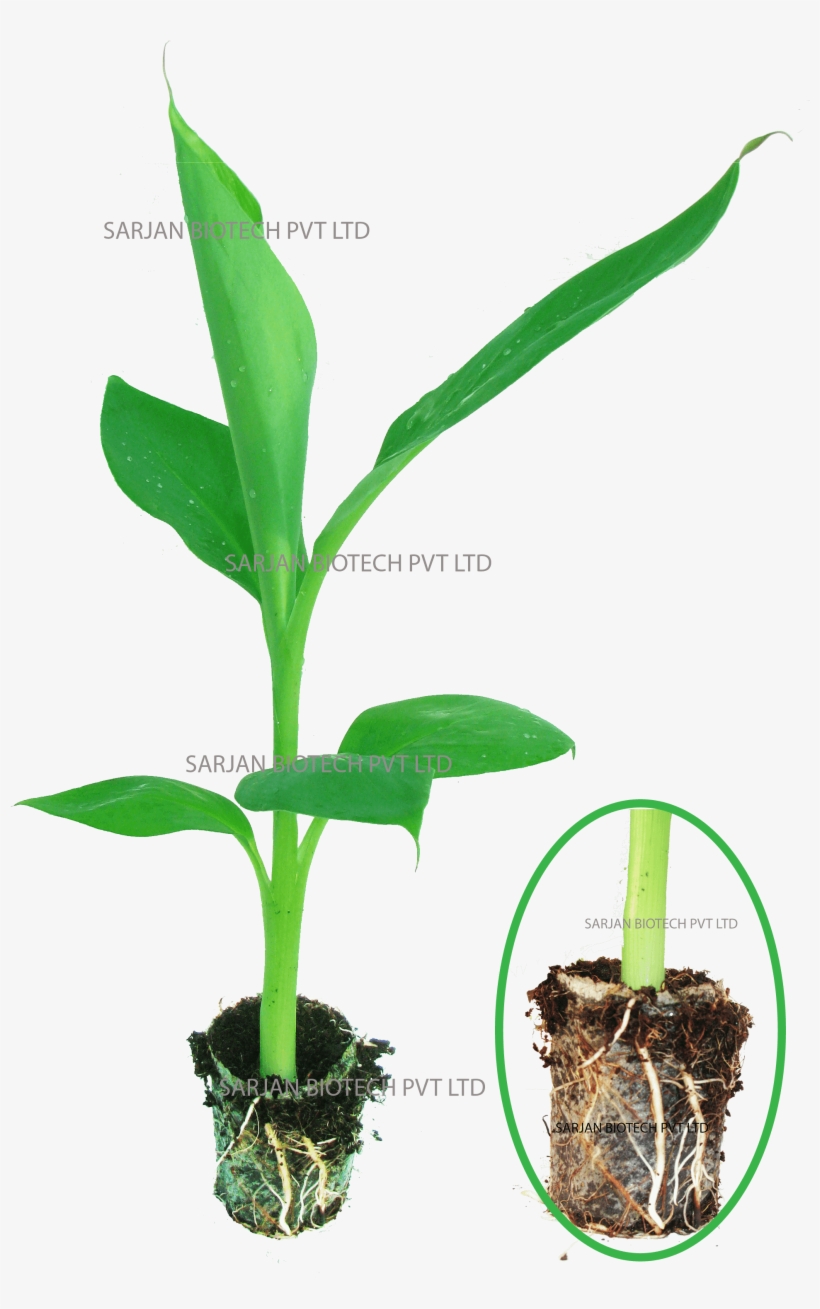 Having Ultra-modern Plant Tissue Culture Laboratory - Tissue Culture Png, transparent png