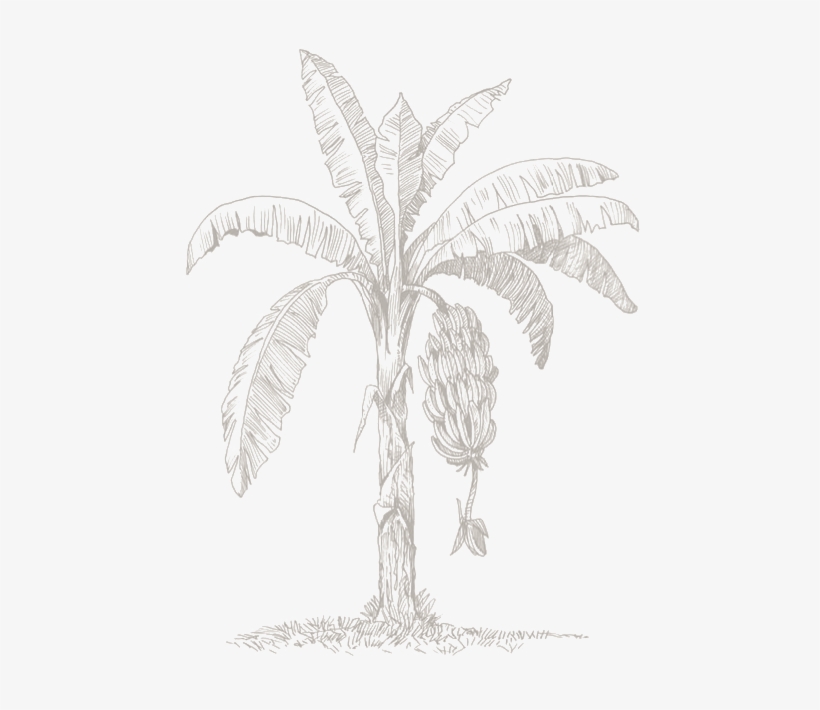 Attalea Speciosa, transparent png