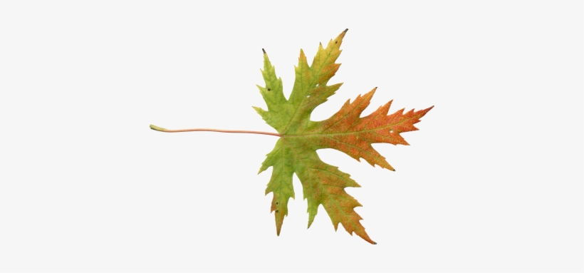 Mainpicture - Adobe Photoshop, transparent png