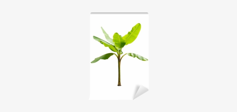 Single Banana Tree Png For Kids - Young Banana Tree, transparent png