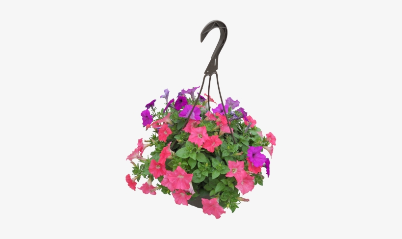 Petunia Hanging Basket - Petunia In Pot Png, transparent png