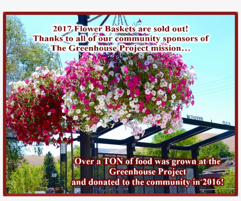 Petunia, transparent png