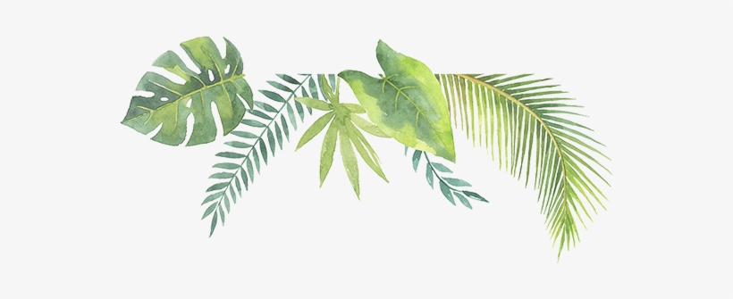 Tropic11 - Pearl, transparent png