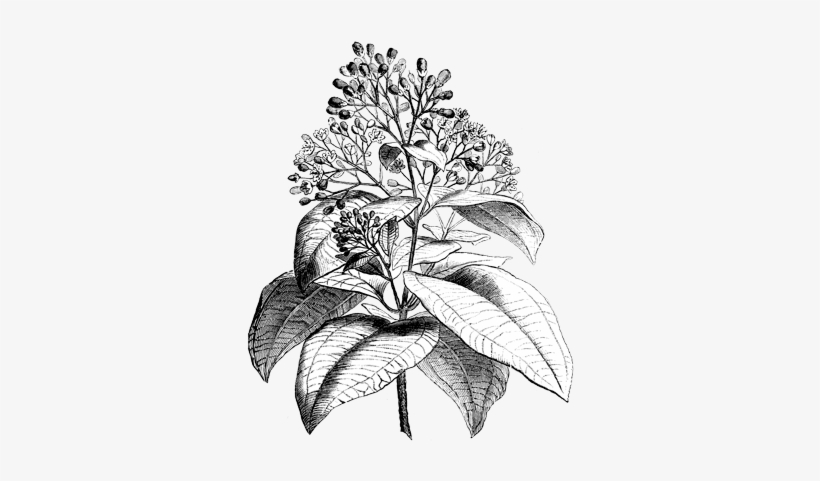 Sprinkle A Little Cinnamon Instead Of Sugar Into Canned - Ajenjo Planta Medicinal Para Colorear, transparent png