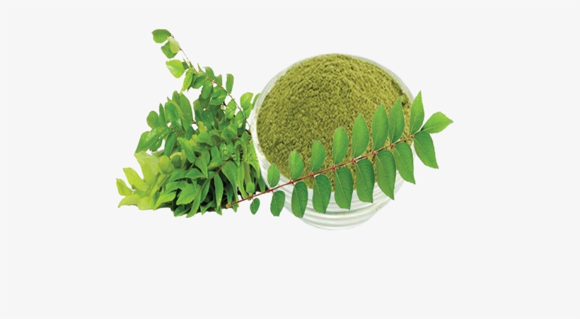 curry leaves powder curry leaf powder green 500x500 png download pngkit curry leaves powder curry leaf powder