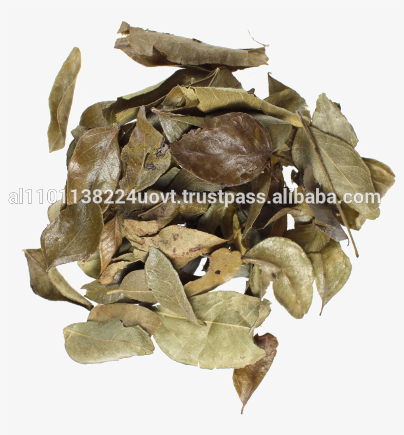 Organic Curry Leaves, Organic Curry Leaves Suppliers - Organic Curry Leaves, transparent png