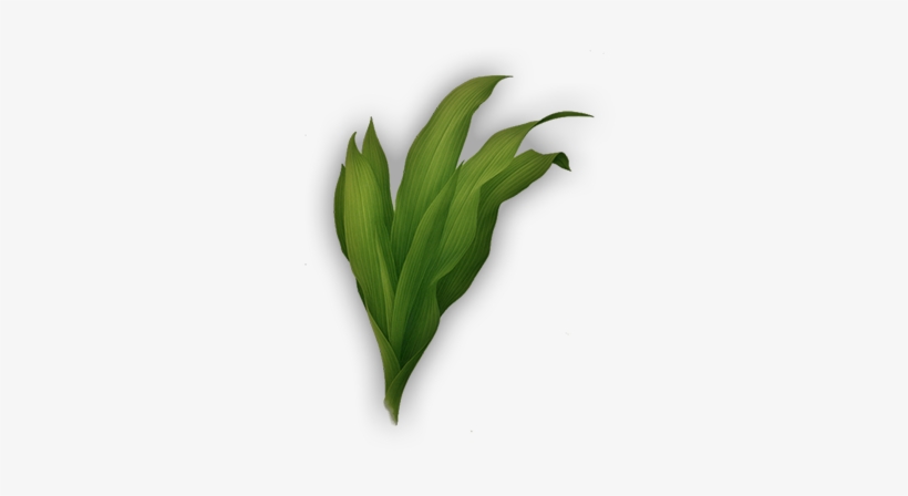Report Abuse - Grass, transparent png