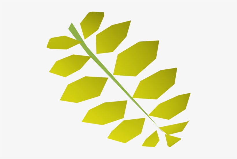 Curry Leaf - Th - - - Curry Tree, transparent png