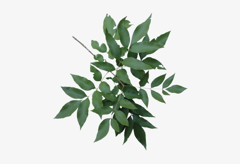 Louisiana State Arboretum State Preservation Area, transparent png