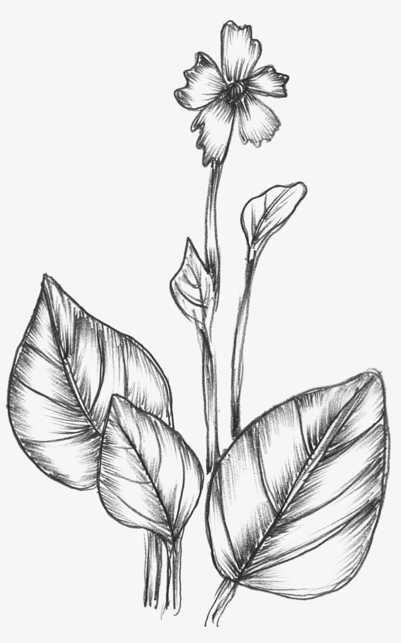 Free Vector Sketchy Plants - Hand Drawn Leaves, transparent png