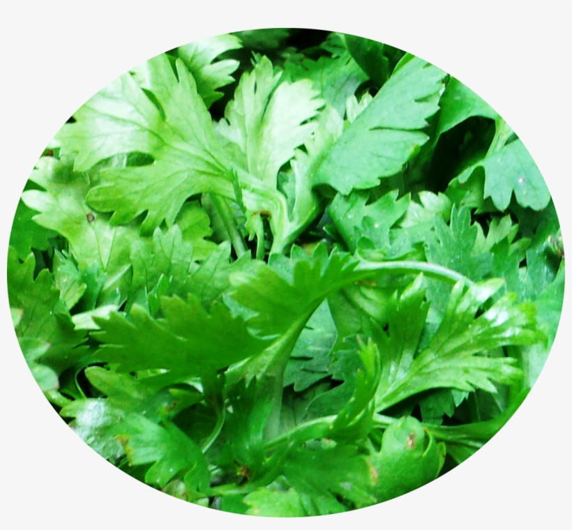 It Is The Most Common Fresh Herb That Is Used As A - Coriander, transparent png