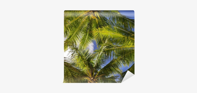 Tropical Background Of Coconut Palm Leaves Wall Mural - Stock Photography, transparent png