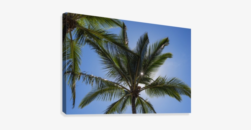 Coconut Palms Backlit By The Sunlight In A Blue Sky - Coconut Palms Backlit By The Sunlight Ted States Of, transparent png
