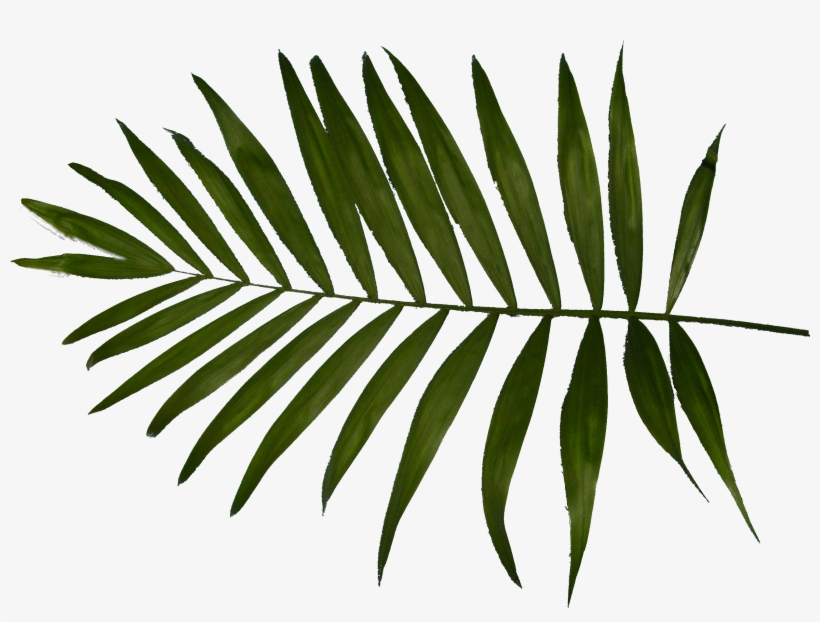 Palm Tree Leaf Png Download - Charlotte Thomas Fern Housewife Pillowcases, transparent png