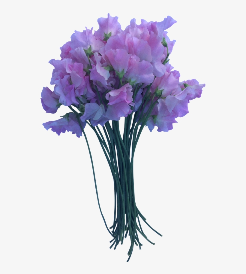 Pink Sweet Peas - Bouquet, transparent png