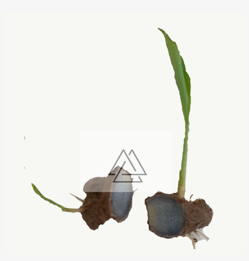 Black Turmeric Plant - Illustration, transparent png
