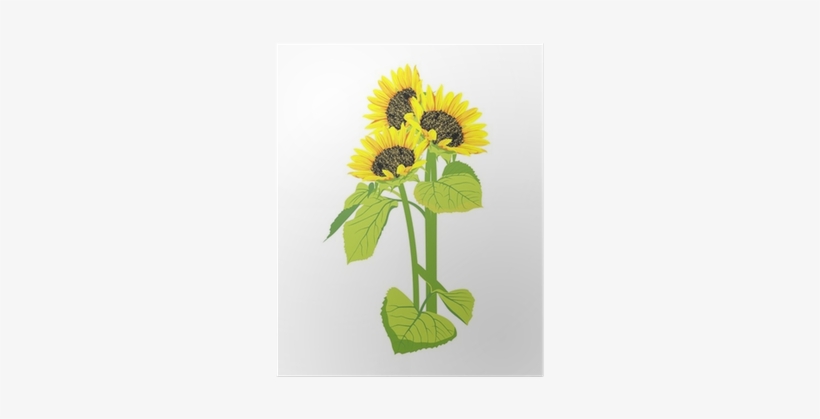 Beautiful Sunflowers Bouquet Isolated On White Background - Common Sunflower, transparent png