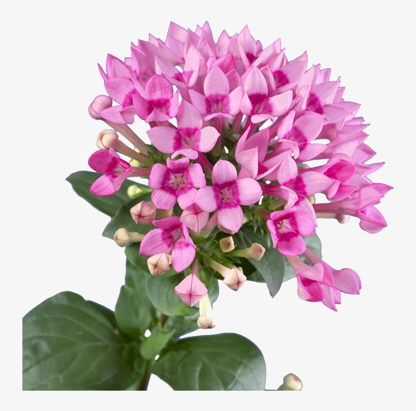 Bouquet, transparent png