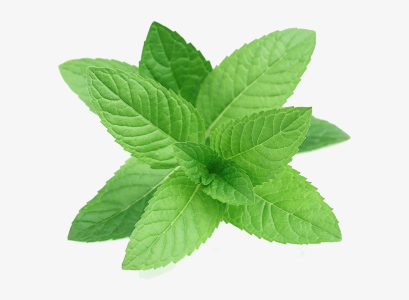 More Views - Perennial Herb Mint Seeds, transparent png