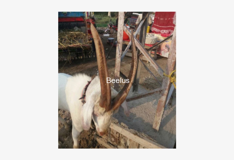 Qurbani Ka Bakra - Livestock, transparent png