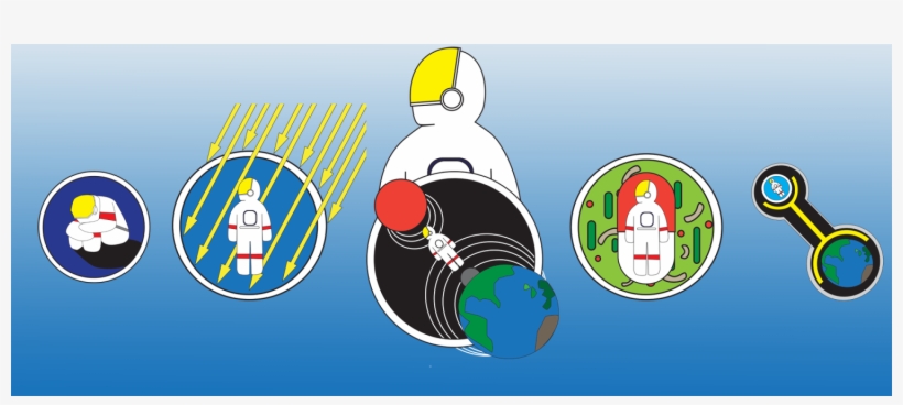 Nasa Studies Your Body In Space - Astronaut, transparent png