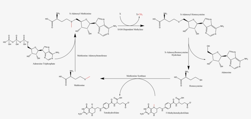 Summary Of S-adenosyl Methionine Regeneration Cycle - Anxiety, transparent png