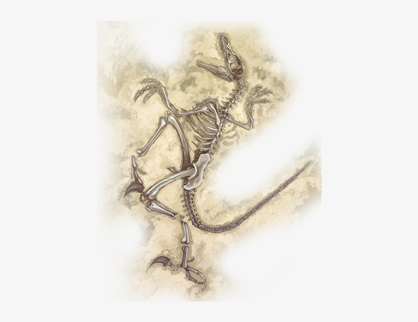 Here's Lots Of Screencaps From The Official Website - Fossil Png, transparent png