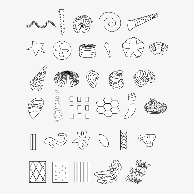 Invertebrate Fossils - Fossil Drawings, transparent png