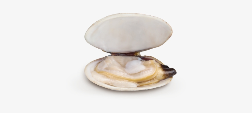 White Clam - White Clams, transparent png