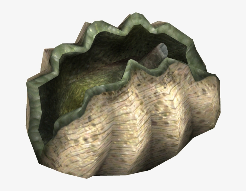 Giant Clam - Wiki, transparent png