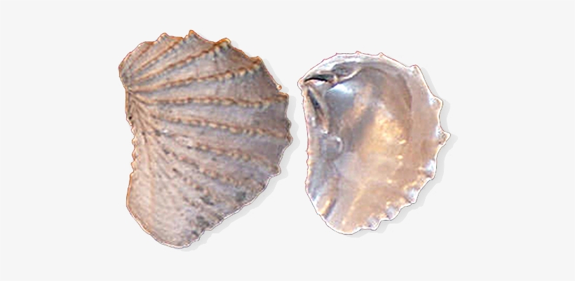 State Fossil - Tennessee State Fossil, transparent png