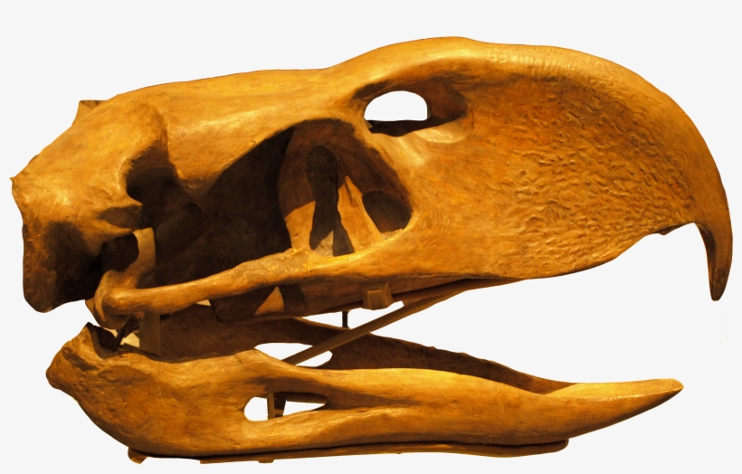Phorusrhacoslongissimus Skull Backgroundknockedout - Aves Do Terror, transparent png
