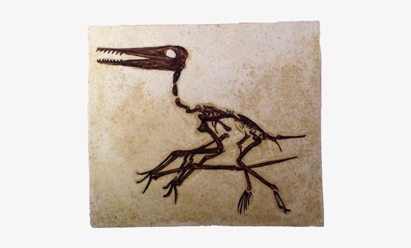 Pterosaur Fossil - Fossil Of Pterosaurs, transparent png